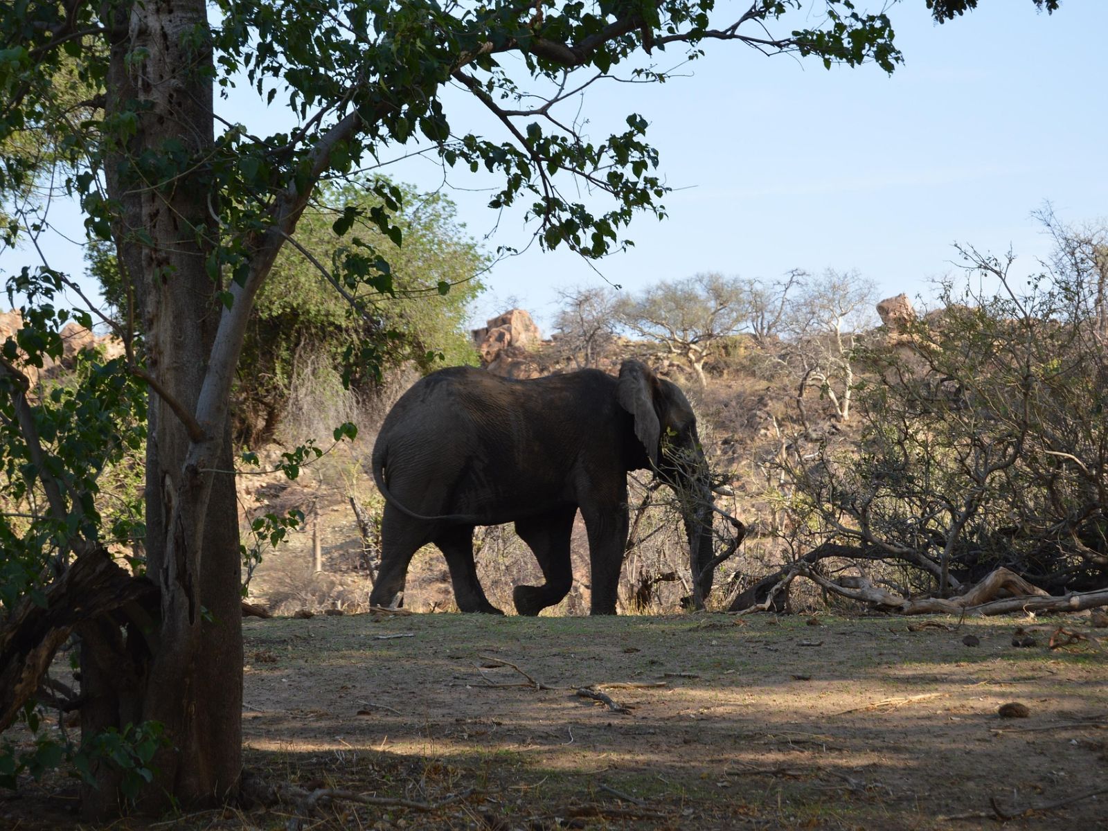 Rondreis Zuid-Afrika, Mapungubwe National Park, olifant tussen de bomen