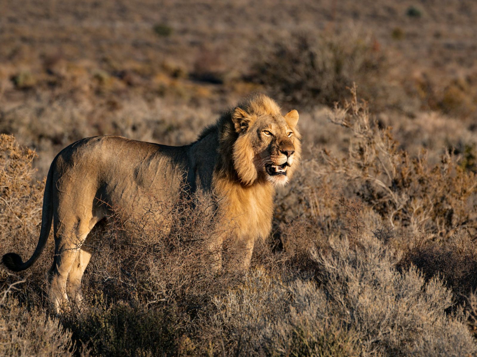 Rondreis Zuid-Afrika, Montagu, Leeuw