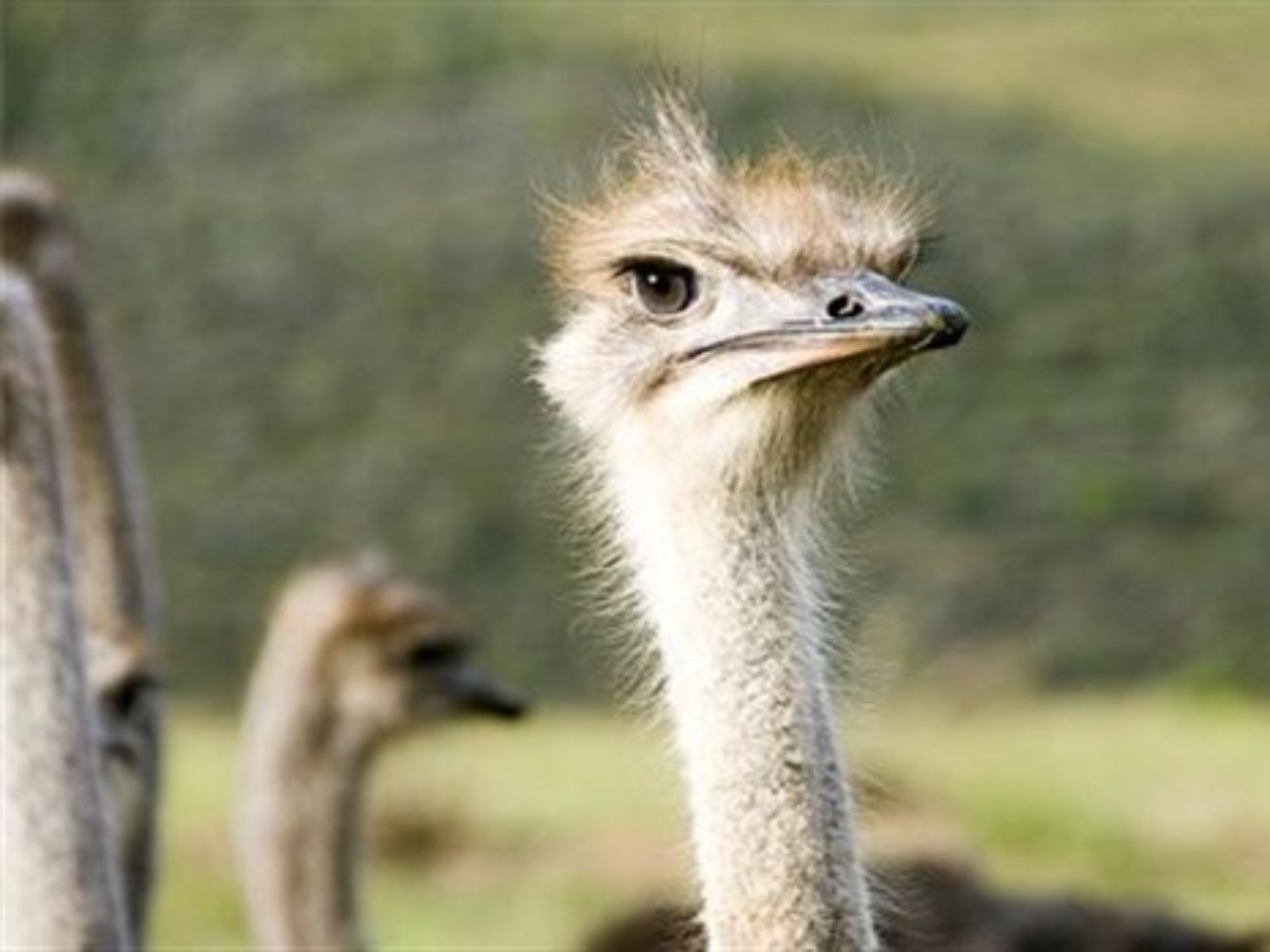 Rondreis Zuid-Afrika, Oudtshoorn, groep struisvolgels