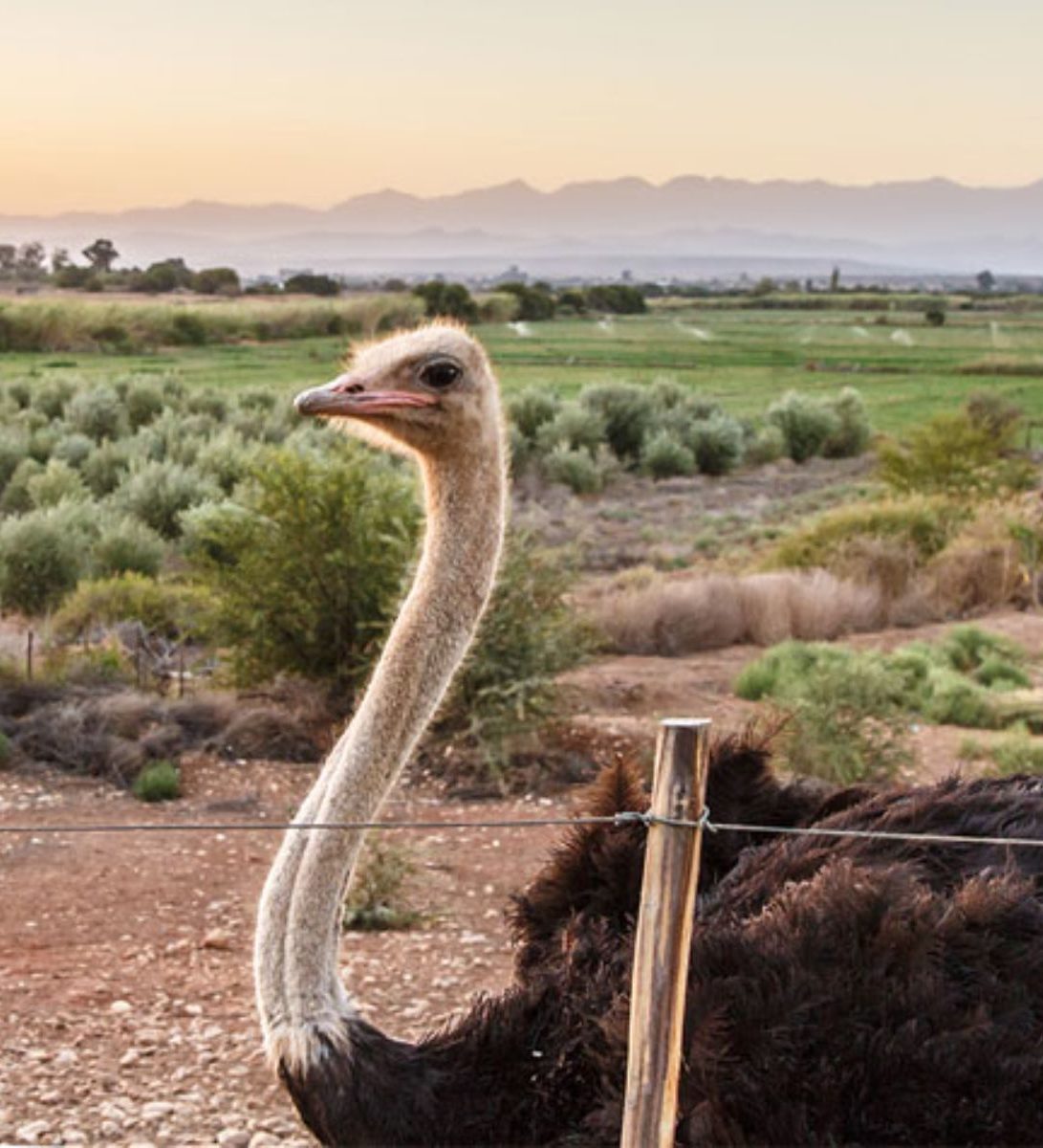 Rondreis Zuid-Afrika, Oudtshoorn, struisvogel
