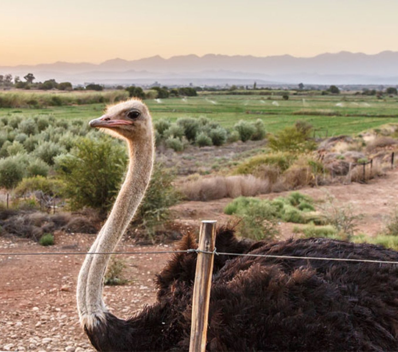Rondreis Zuid-Afrika, Oudtshoorn, struisvogel