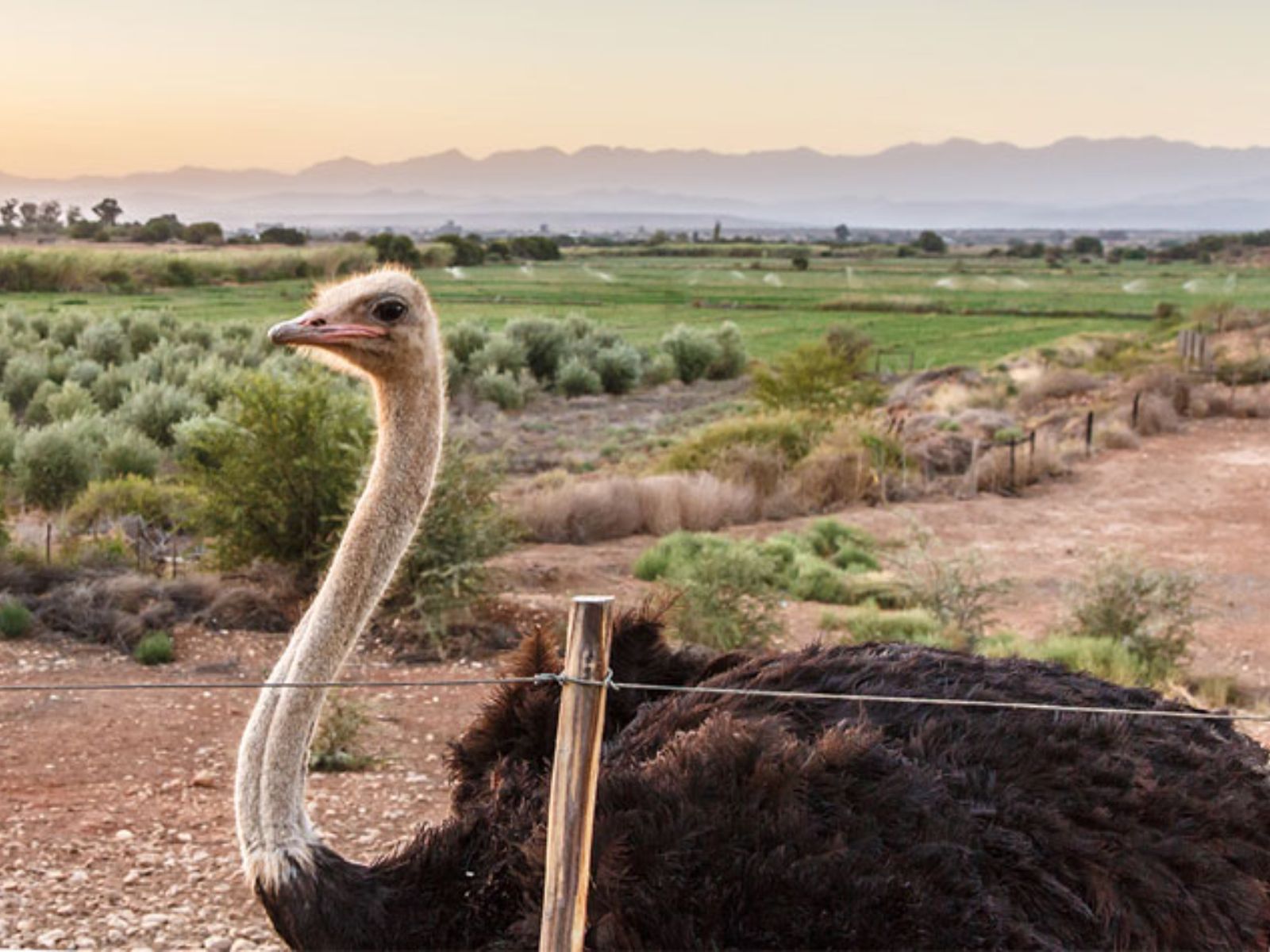 Rondreis Zuid-Afrika, Oudtshoorn, struisvogel