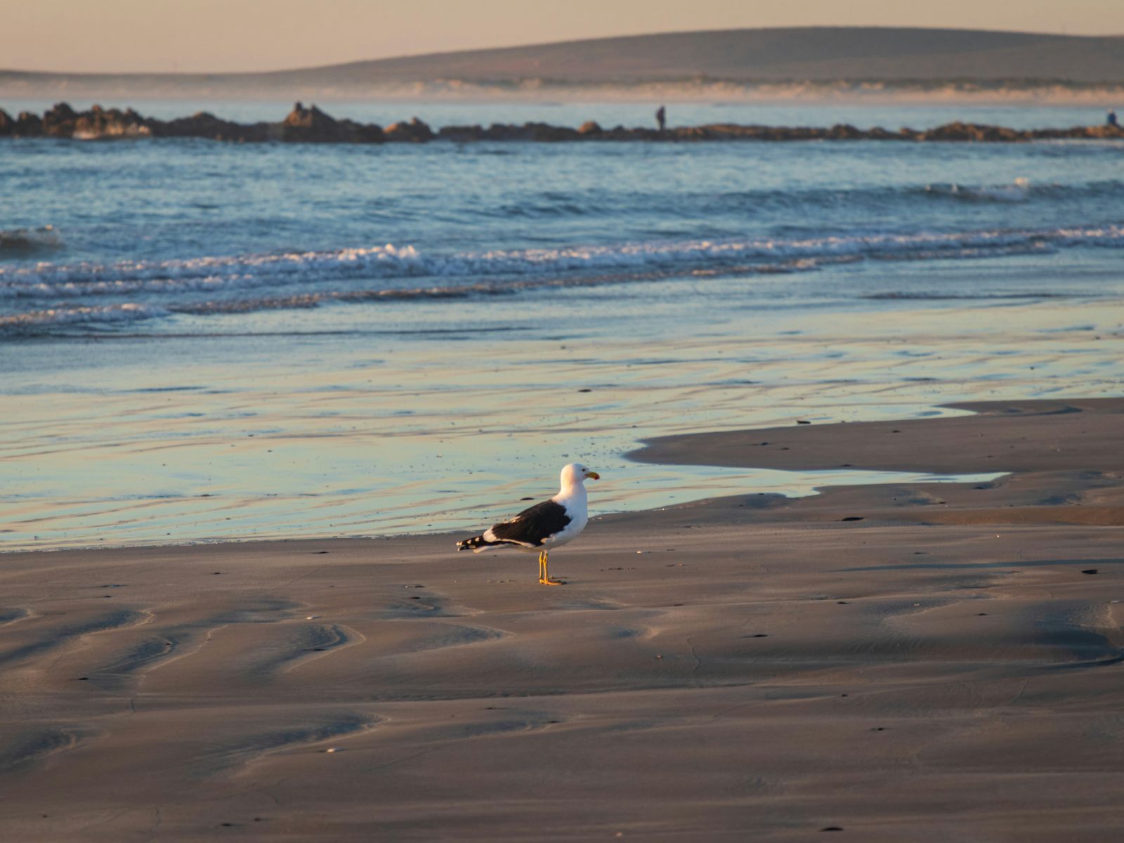 Rondreis Zuid-Afrika, Paternoster, strand met meeuw