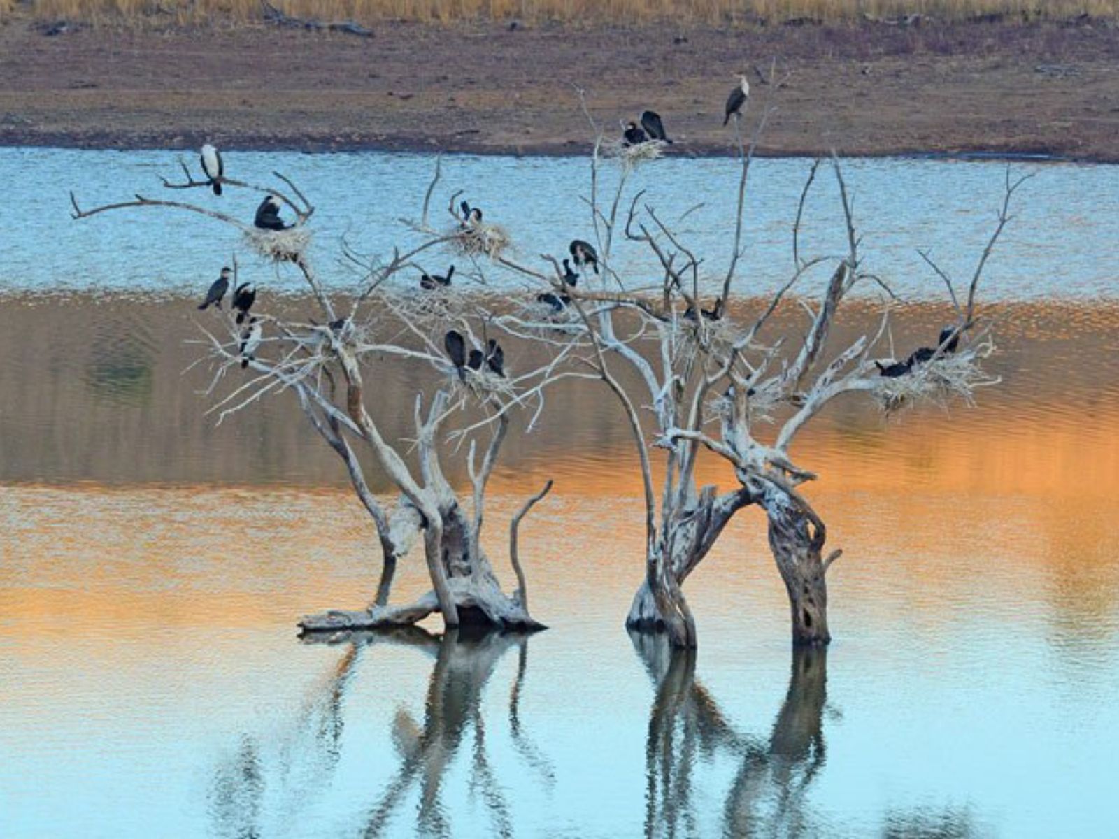 Rondreis Zuid- Afrika, Pilanesberg, boom met vogels in meer