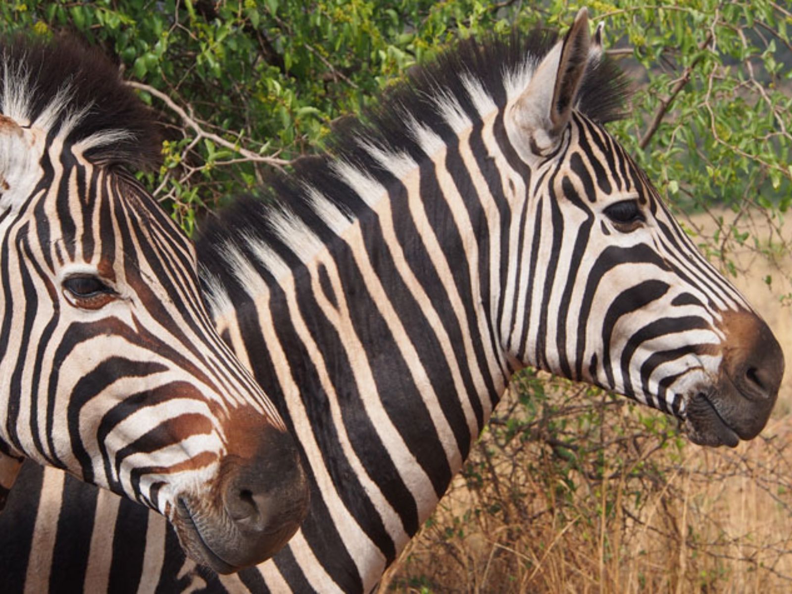 Rondreis Zuid- Afrika, Pilanesberg, zebra's