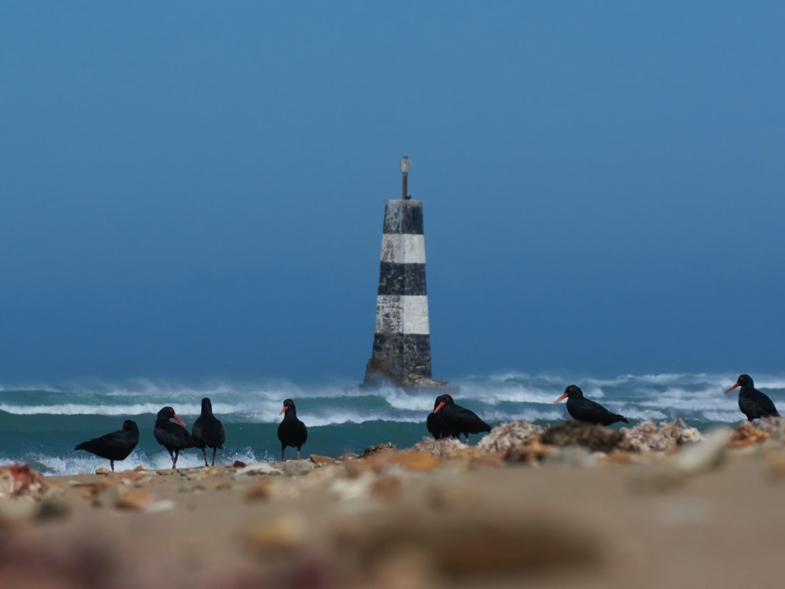 Rondreis Zuid-Afrika, Port Elizabeth, volgels op het strand