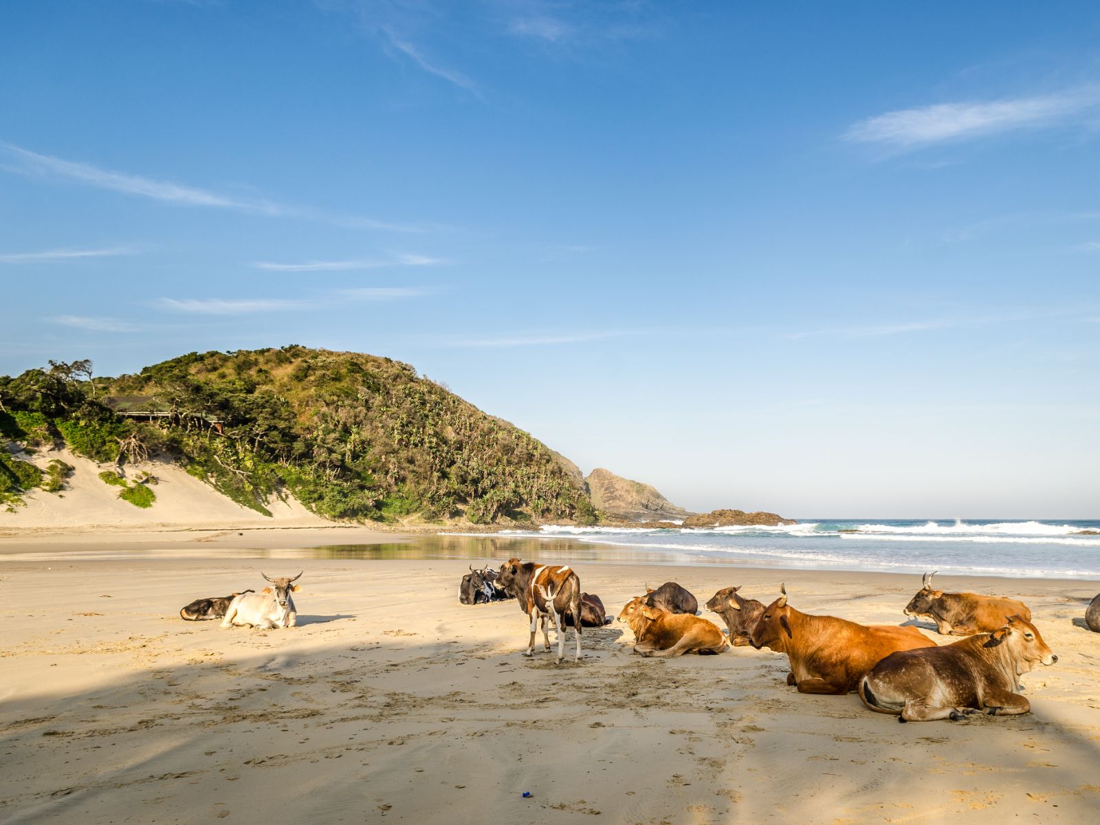 Rondreis Zuid-Afrika, Port St. Johans, beach cows, koeien op het strand
