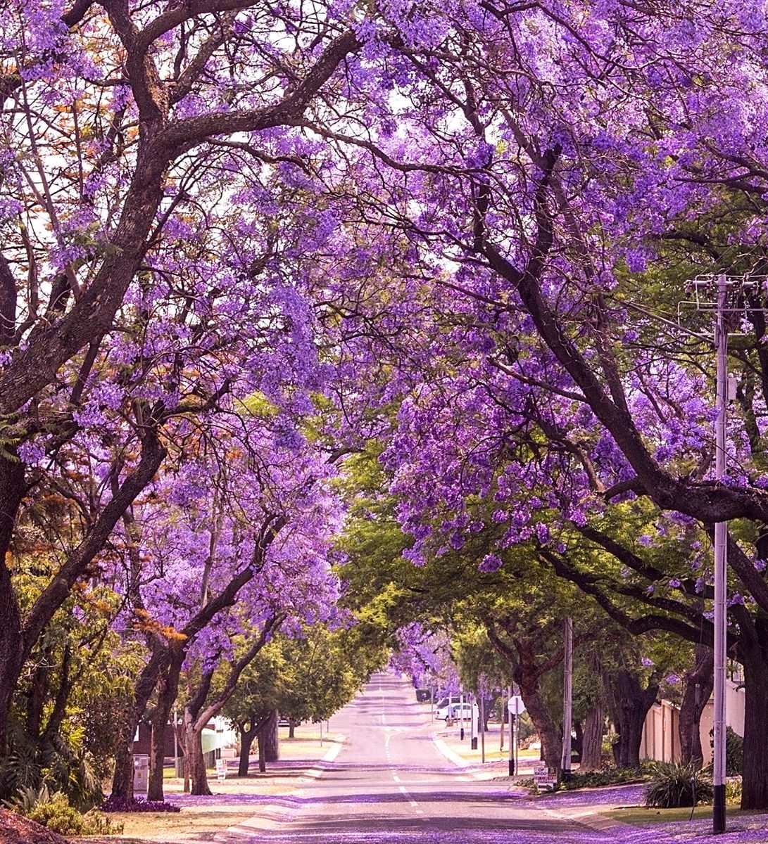 Rondreis Zuid- Afrika, Pretoria, Jacaranda Boom