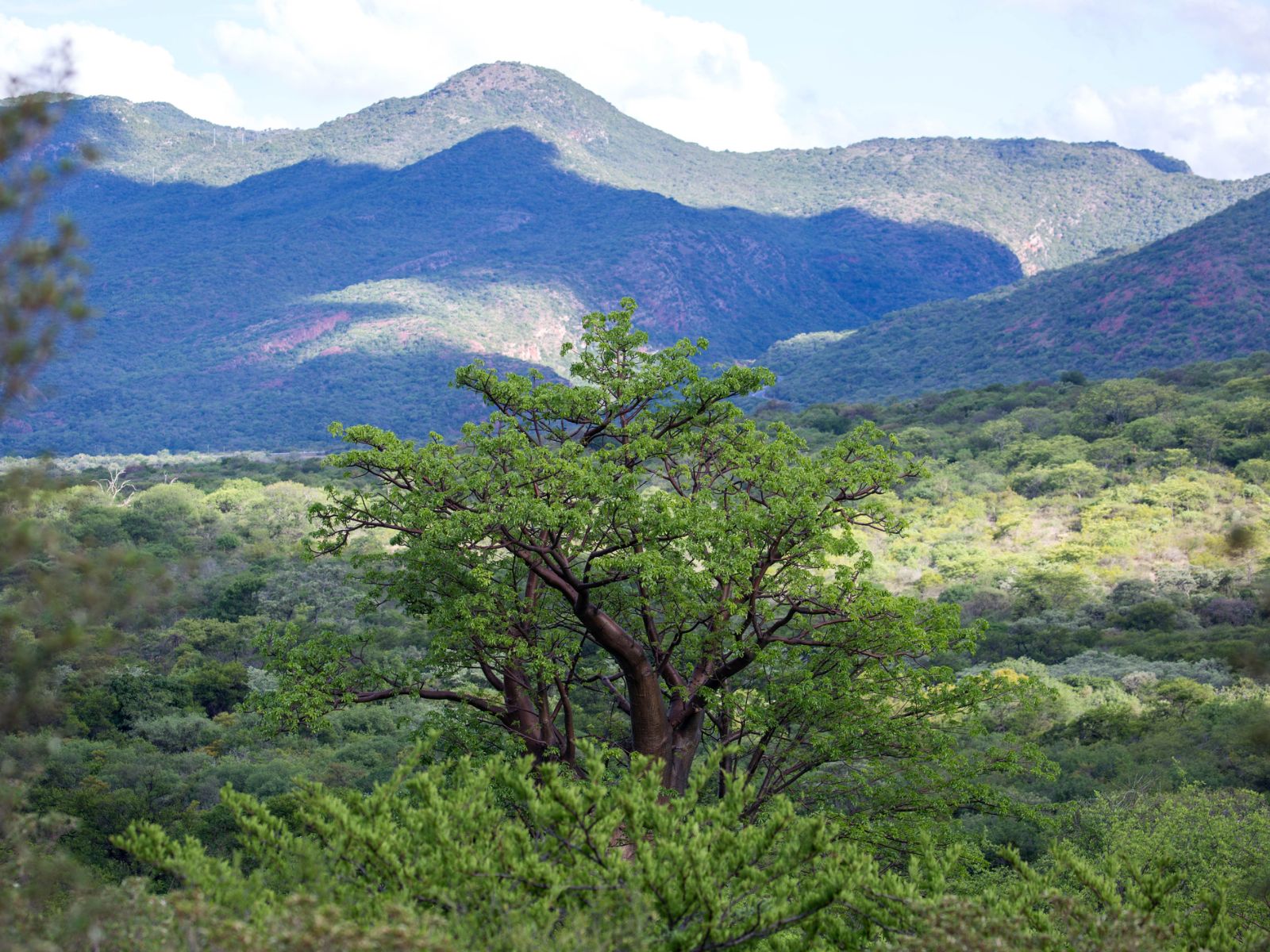 Rondreis Zuid-Afrika, Soutpansberg, Baobab boom in de vallei