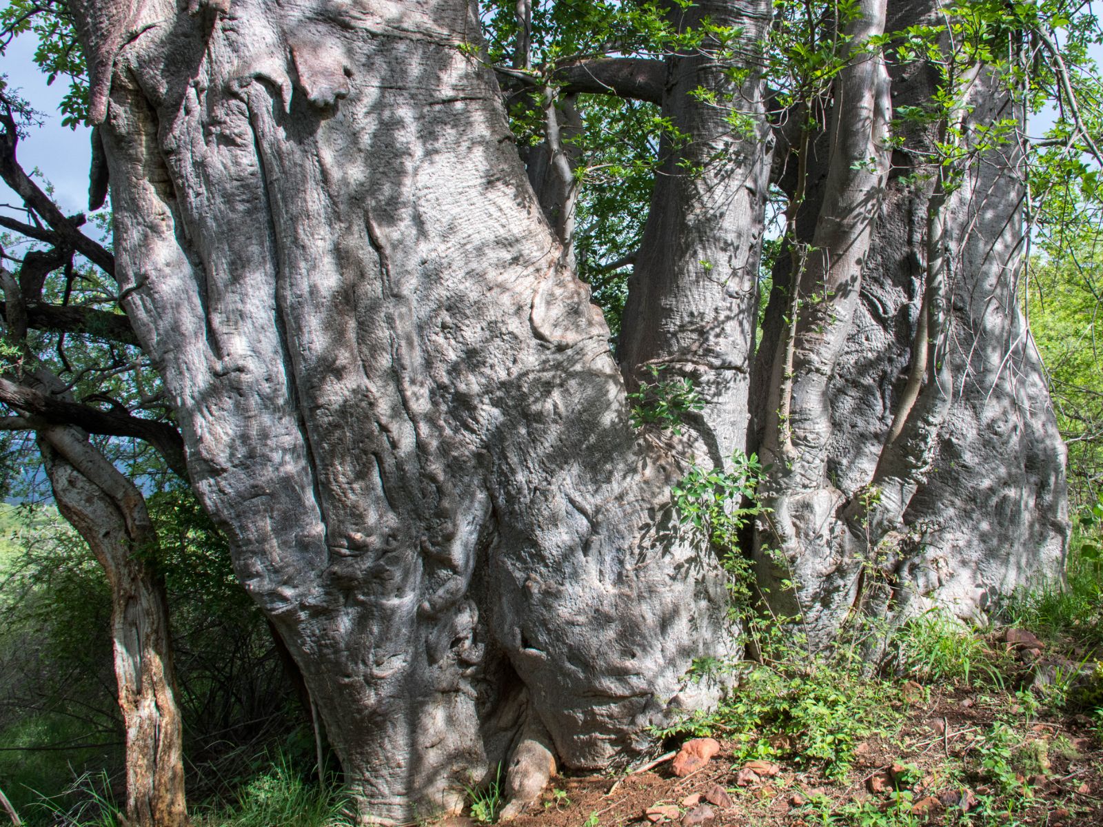 Rondreis Zuid-Afrika, Soutpansberg, Baobab boom