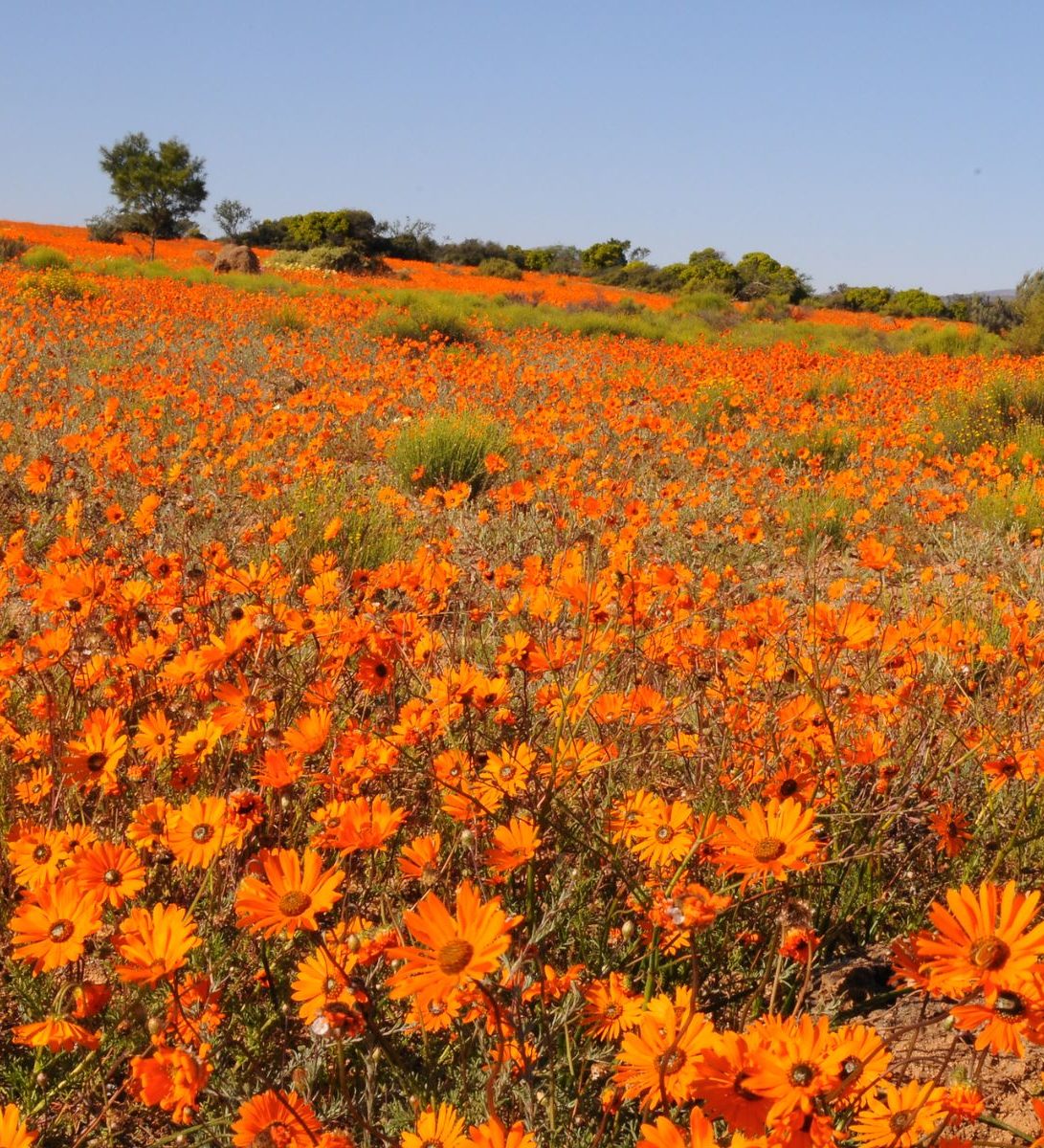 Rondreis Zuid-Afrika, Springbok, Namaqua NP in bloei