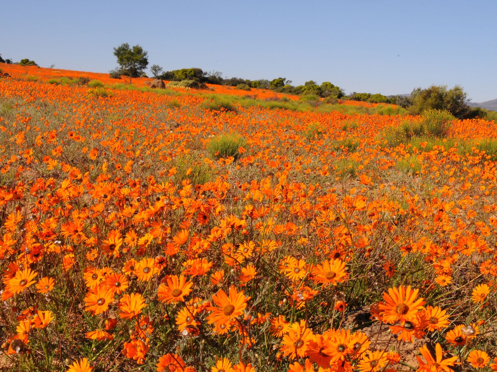 Rondreis Zuid-Afrika, Springbok, Namaqua NP in bloei
