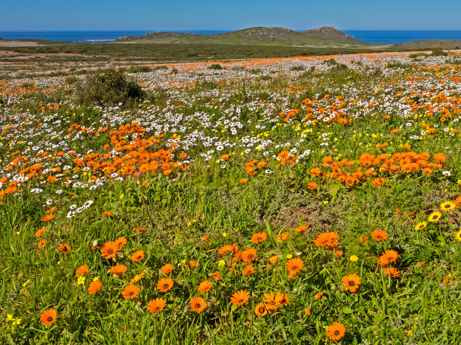 Rondreis Zuid-Afrika, Springbok, Namaqua NP, woestijn in bloei