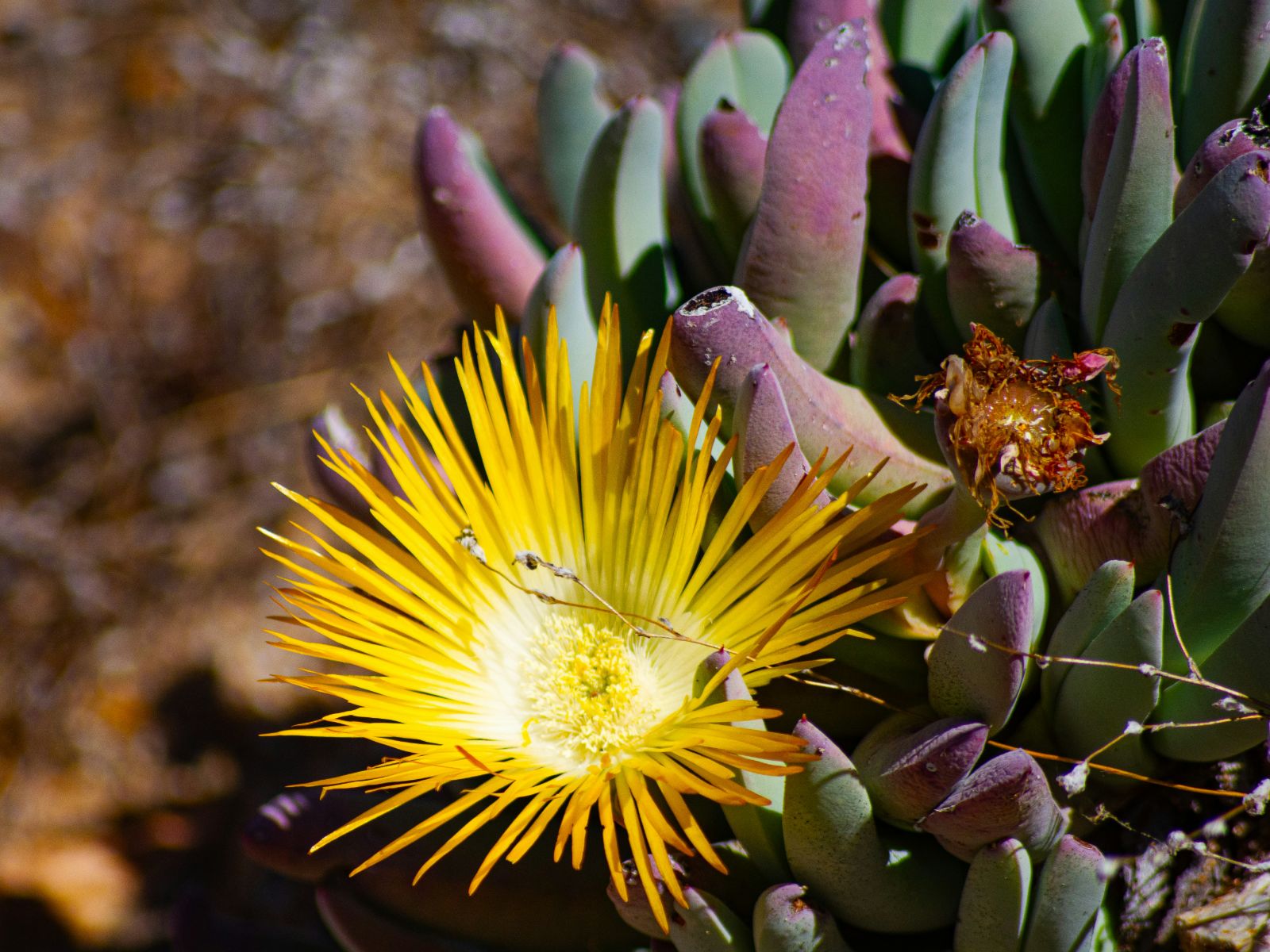 Rondreis Zuid-Afrika, Springbok, bloeiende Cheiridopsis bloem in Namaqua NP