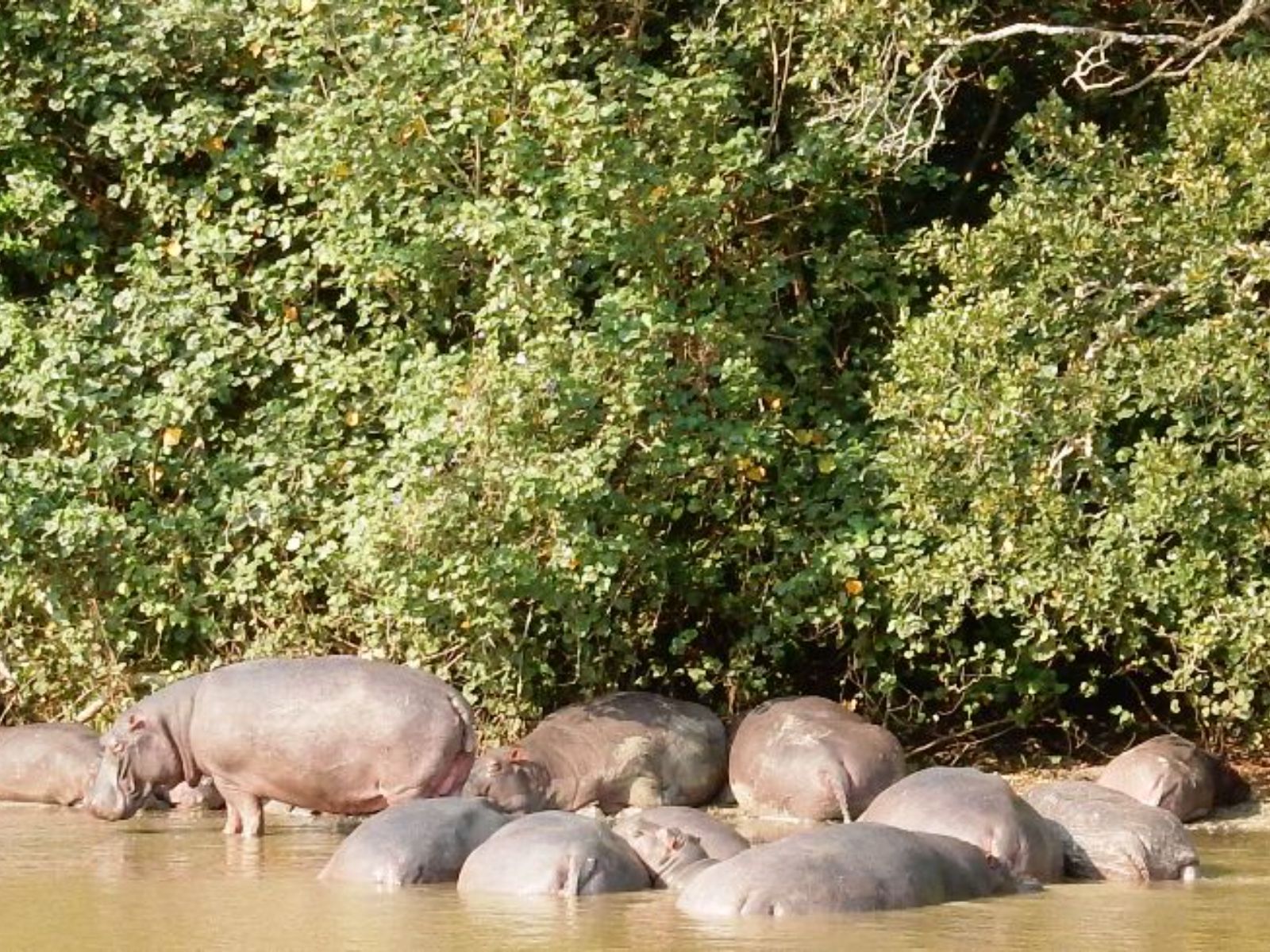 Rondreis Zuid- Afrika, St. Lucia, nijlpaarden in het water met bomen er achter