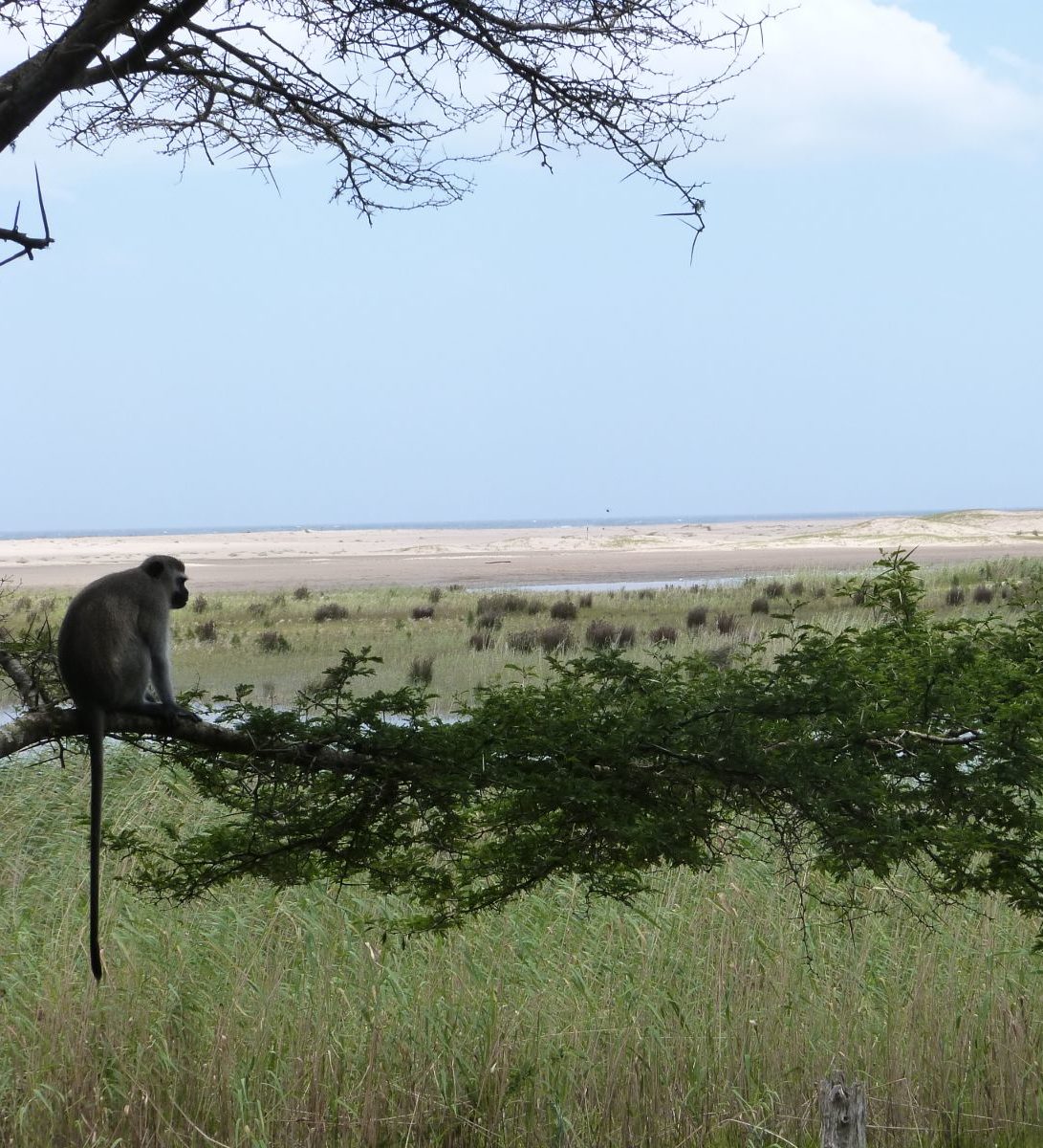 Rondreis Zuid- Afrika, St. Lucia, vallei met aap en boom