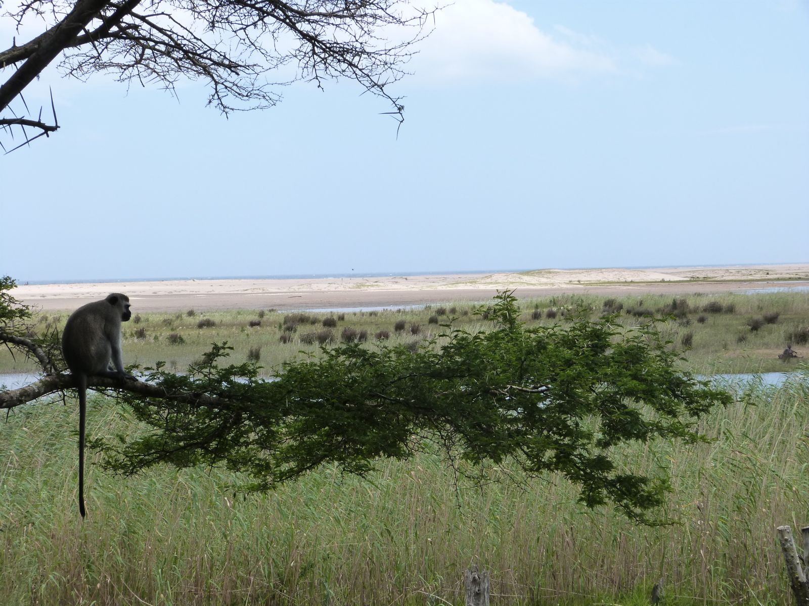 Rondreis Zuid- Afrika, St. Lucia, vallei met aap en boom