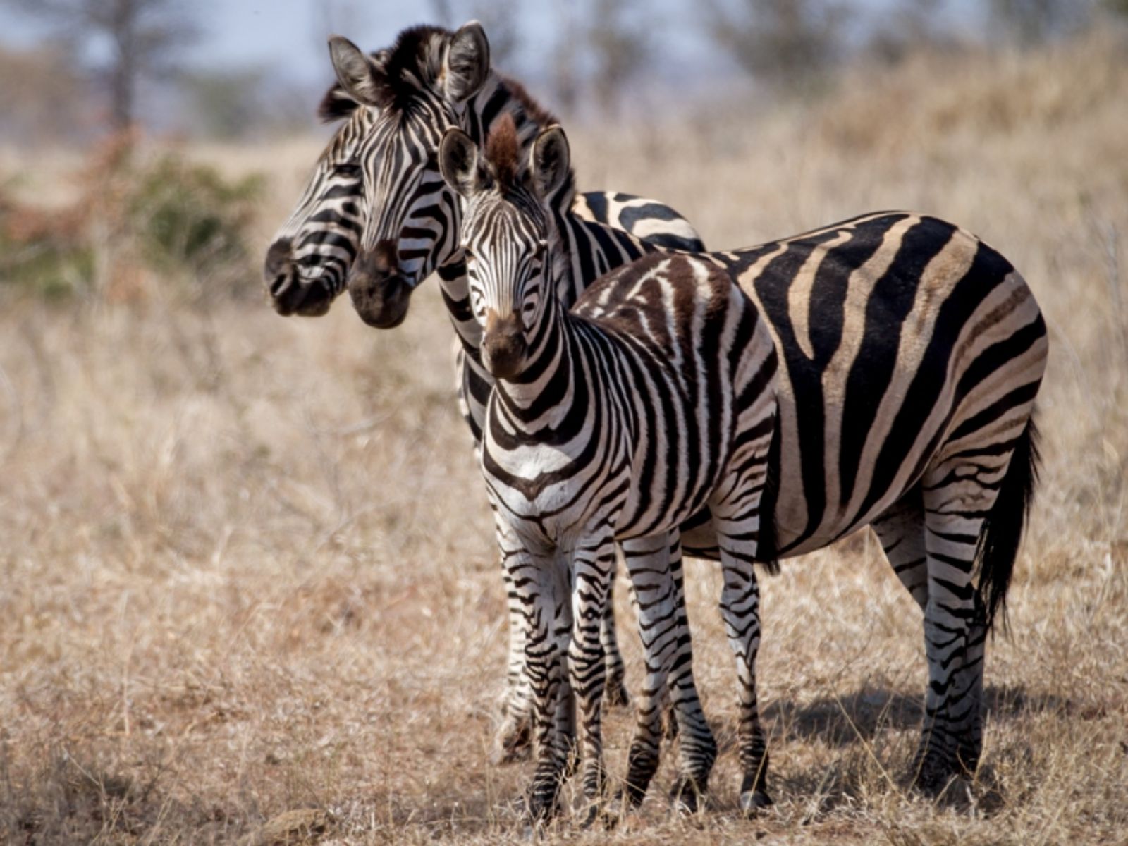 Rondreis Zuid- Afrika, Swaziland, zebra's