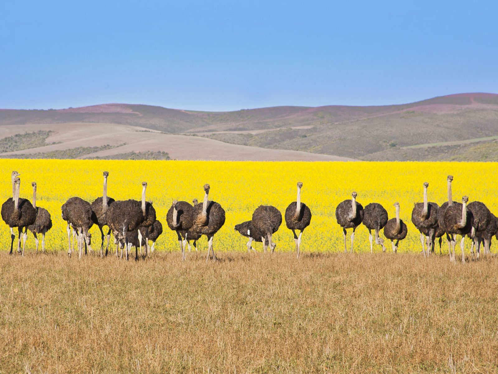 Rondreis Zuid-Afrika, Tuinroute (Garden Route), Struisvogels