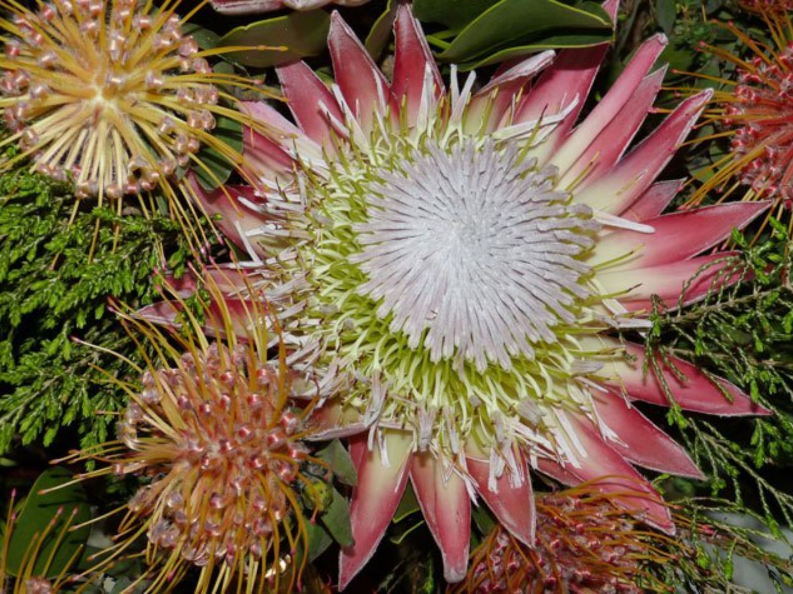 Rondreis Zuid-Afrika, Tuinroute (Garden Route), bloemen