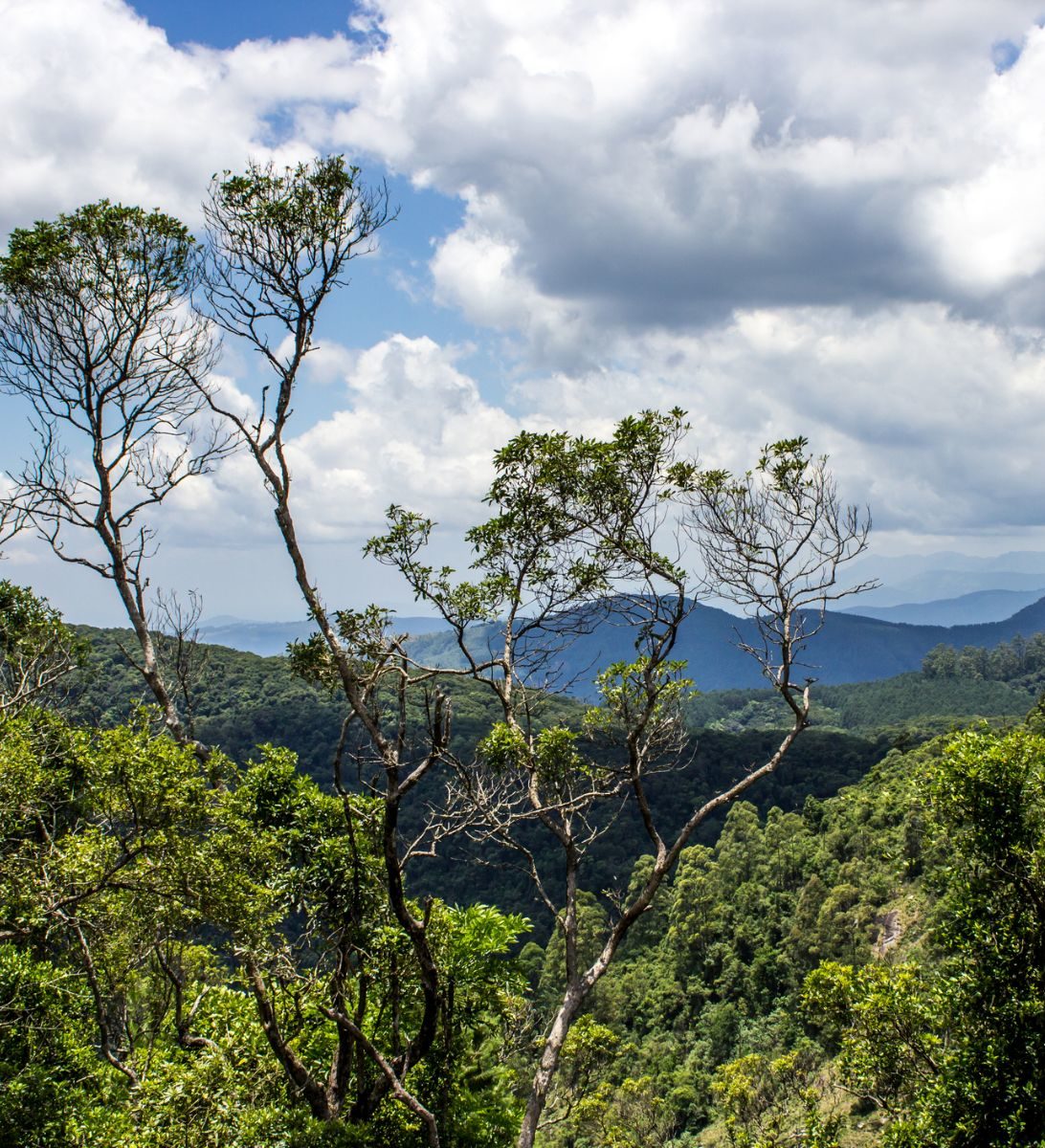 Rondreis Zuid-Afrika, Tzaneen en Magoebaskloof, takken die uitsteken boven Afromontane forest