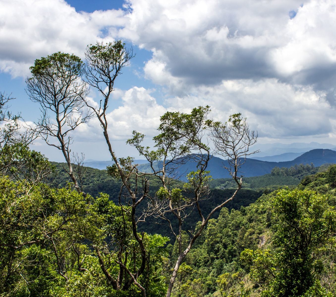 Rondreis Zuid-Afrika, Tzaneen en Magoebaskloof, takken die uitsteken boven Afromontane forest