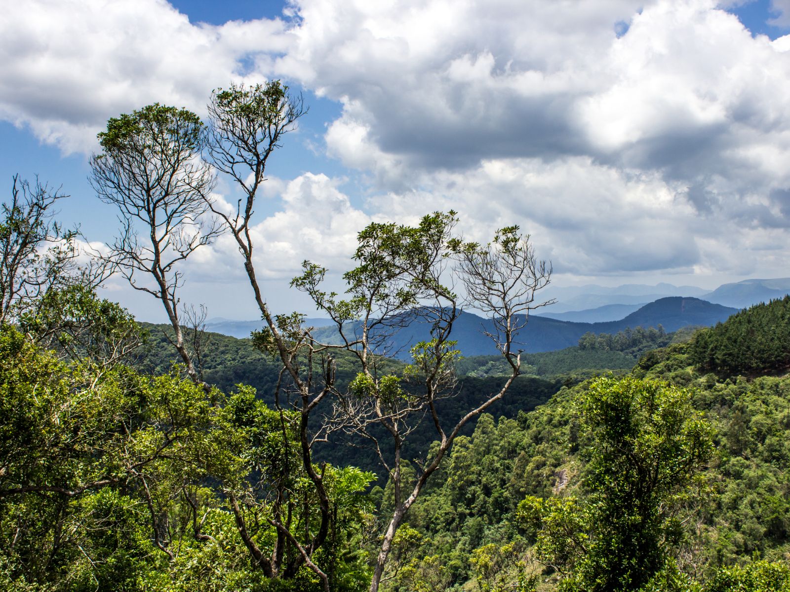 Rondreis Zuid-Afrika, Tzaneen en Magoebaskloof, takken die uitsteken boven Afromontane forest