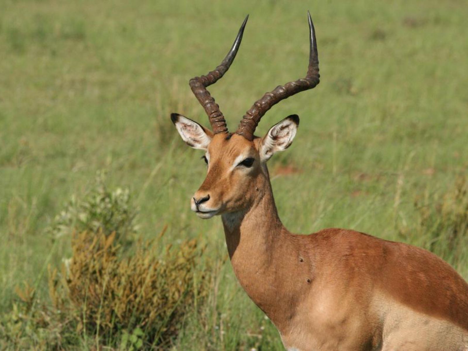 Rondreis Zuid-Afrika, Waterberg Biosphere Reserve, Antilope
