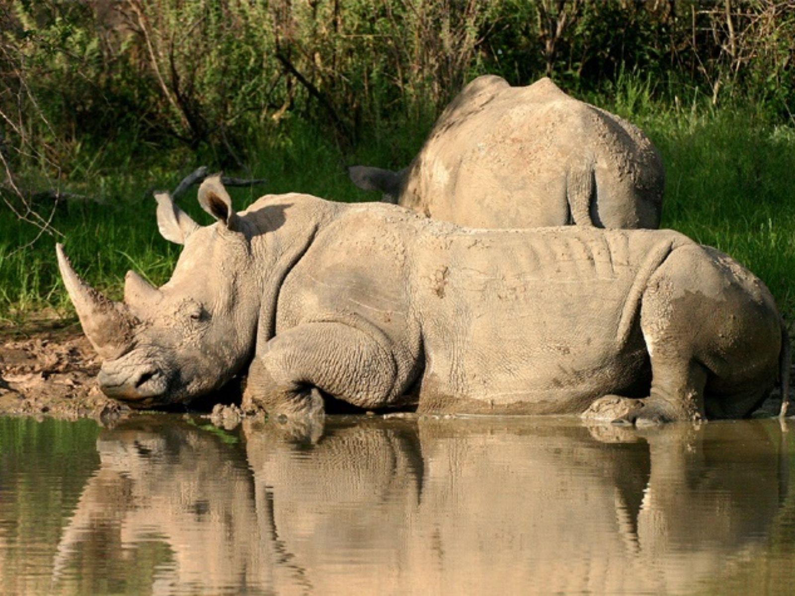 Rondreis Zuid-Afrika, Waterberg Biosphere Reserve, neushoorn