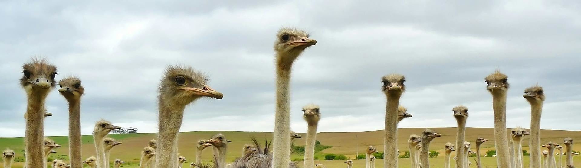 header-struisvogels-zuid-afrika-rondreis-aspect-ratio-1512-438