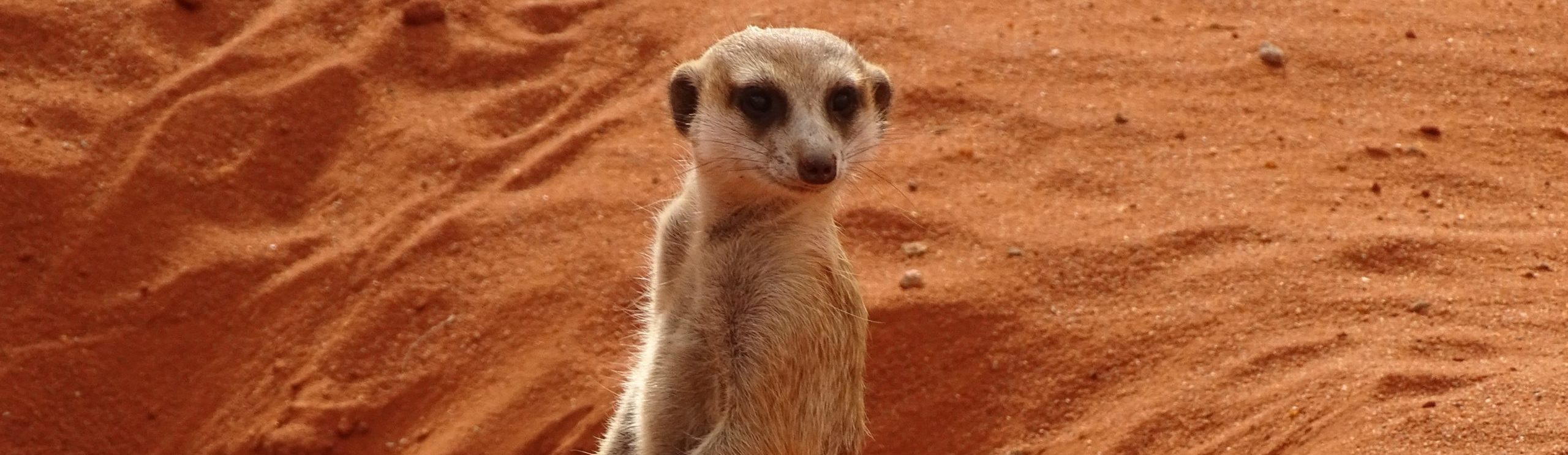 rondreis zuid afrika. kalahari woestijn. header