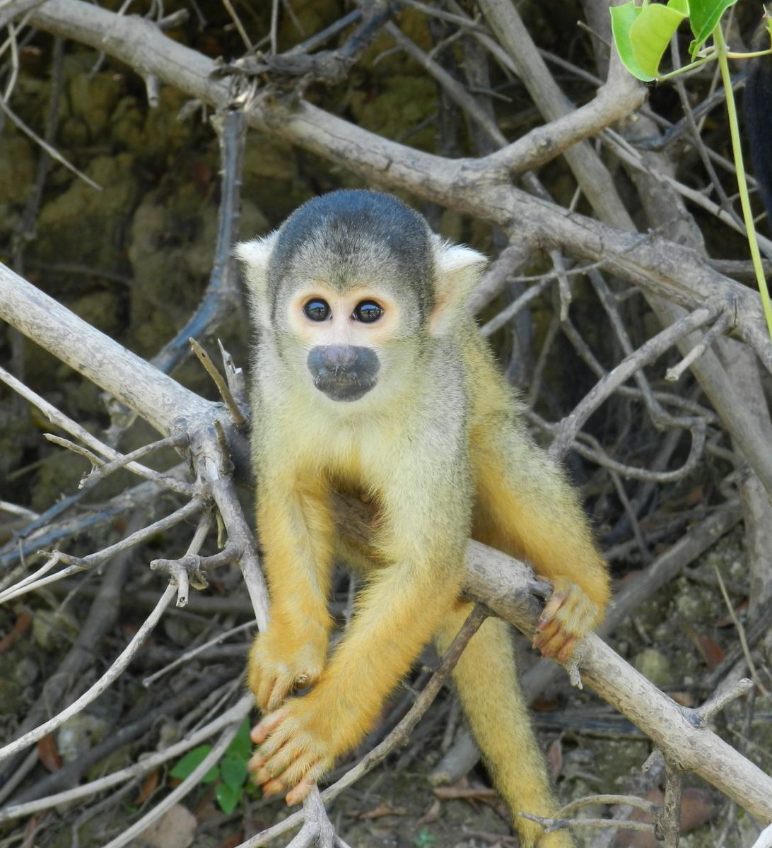 rondreis bolivia rurrenabaque aap hoogtepunt 4