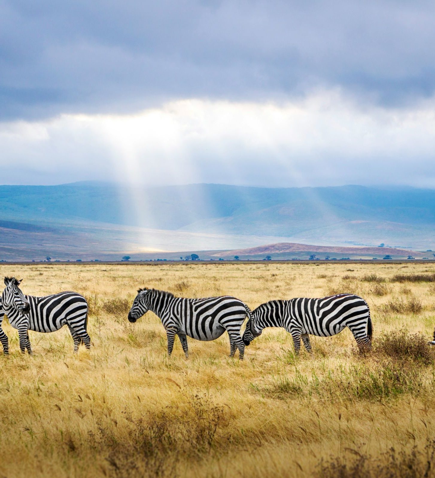 rondreis tanzania ngorongoro krater zebras tijdens safari