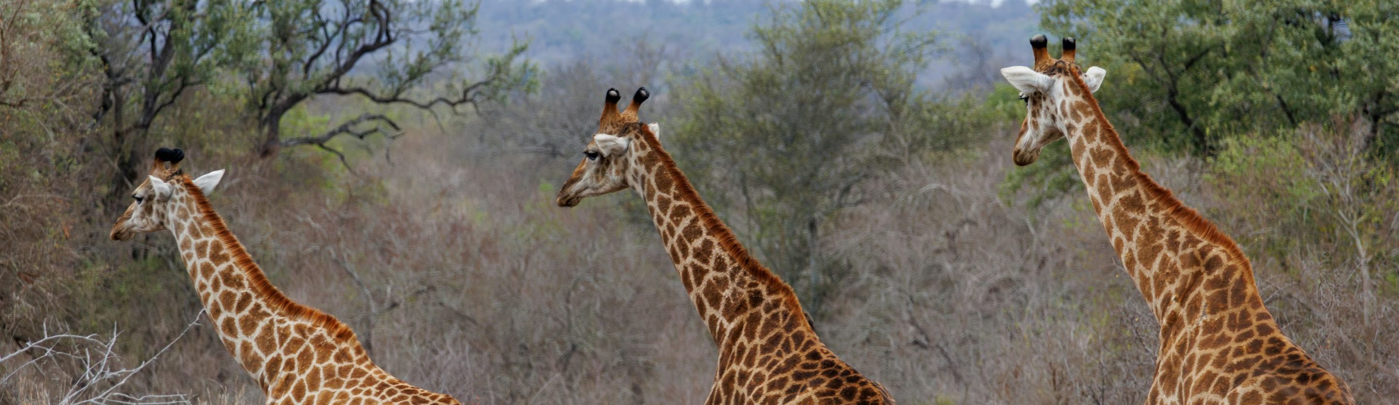 rondreis Safari avontuur buiten de gebaande paden in Zuid-Afrika header