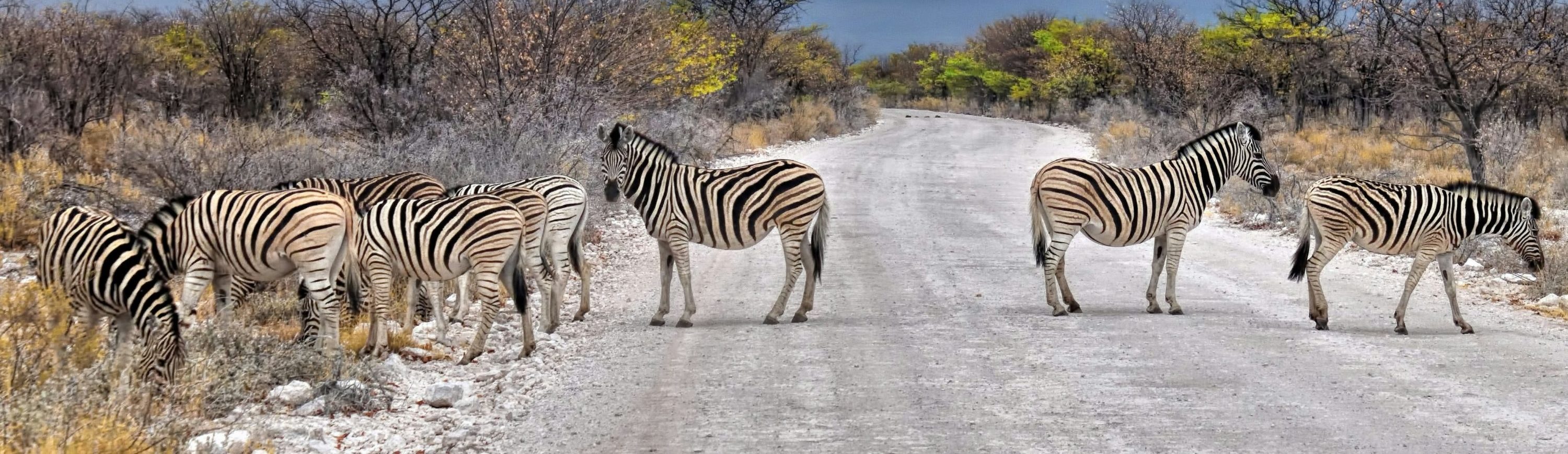 Banner zebra's