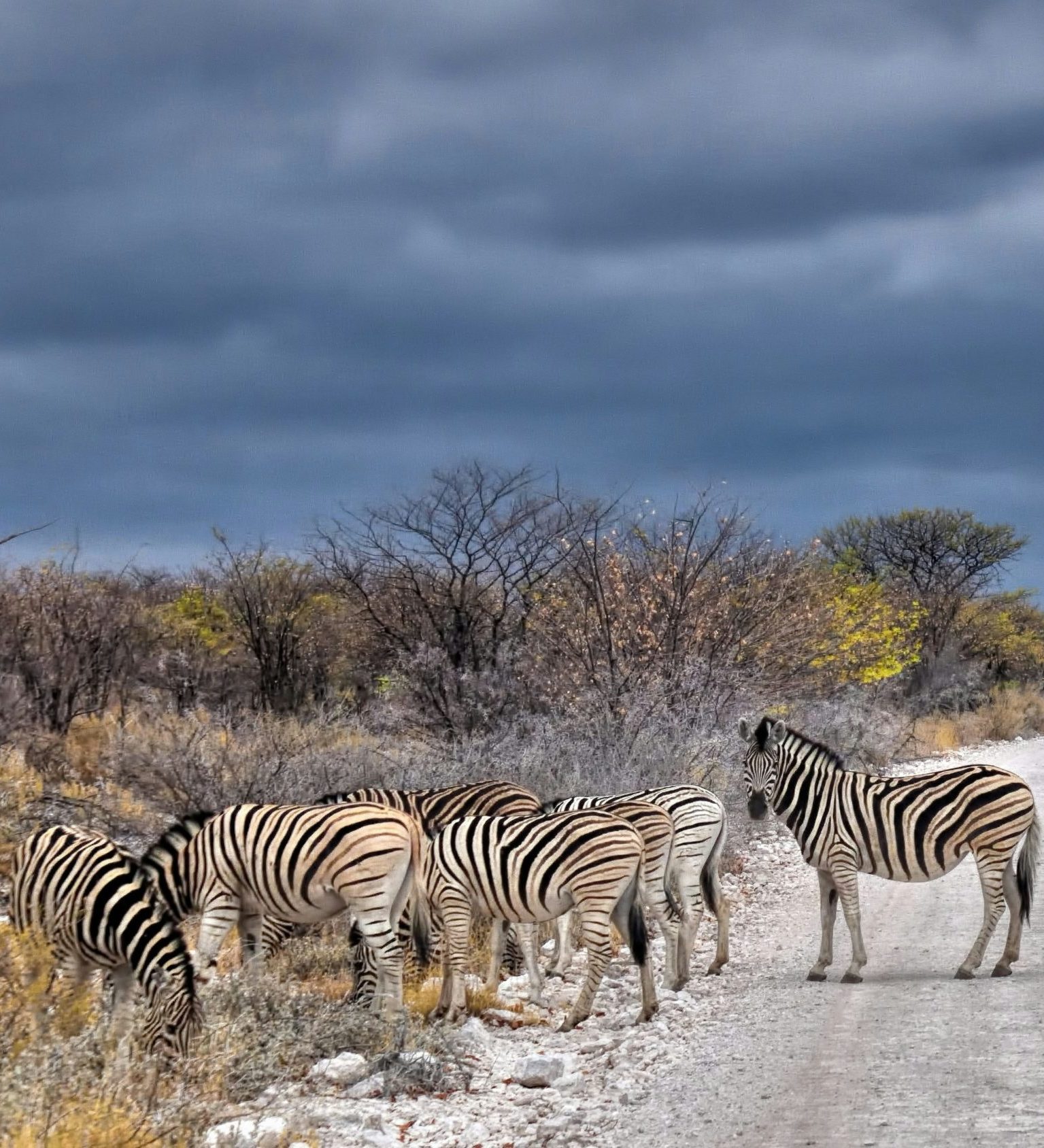 zebra's