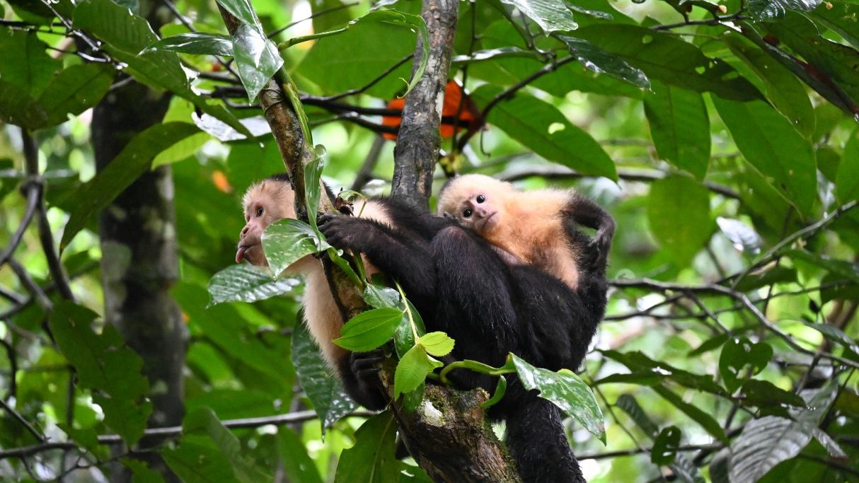 Hoogtepunt Costa Rica - Tortuguero - White Faced Monkey