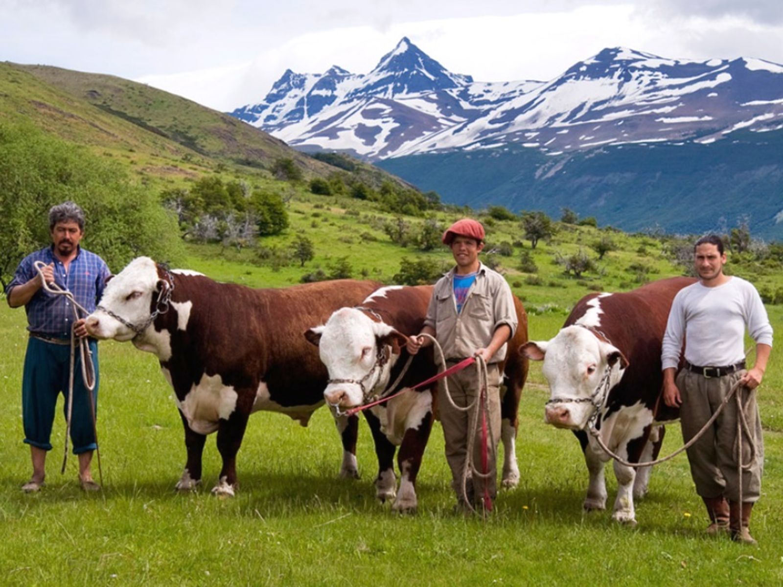 Rondreis Argentinië, El Calafate, Excursie Estancia Nibepo Aike (6hs) inclusief asado, locals met koeien