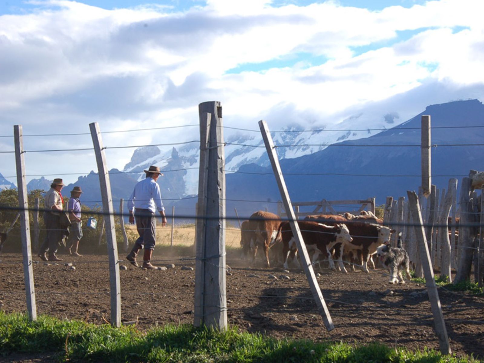 Rondreis Argentinië, El Calafate, Excursie Estancia Nibepo Aike (6hs) inclusief asado, locals met vee