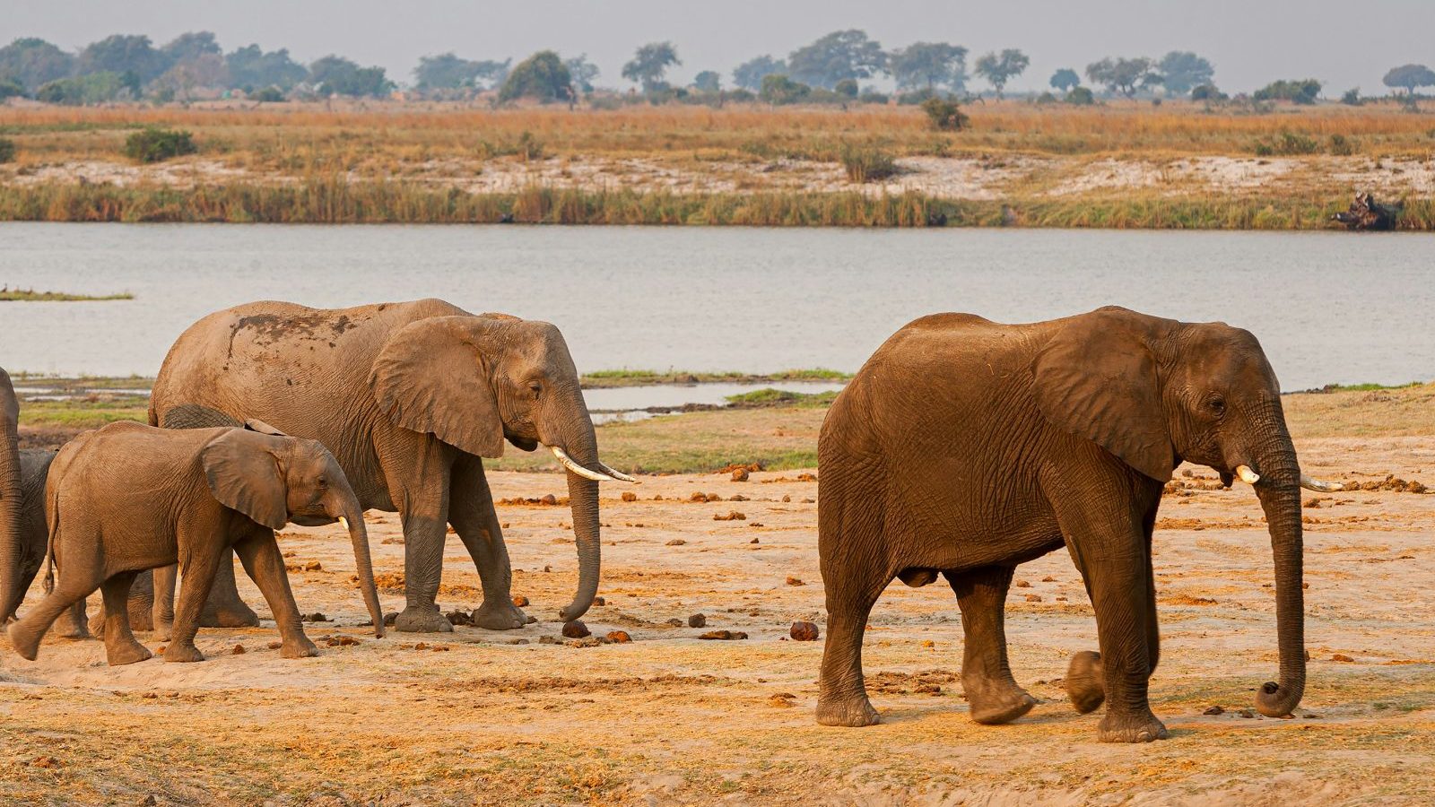 Rondreis Botswana, Chobe National Park, olifanten lopen langs een waterplaats