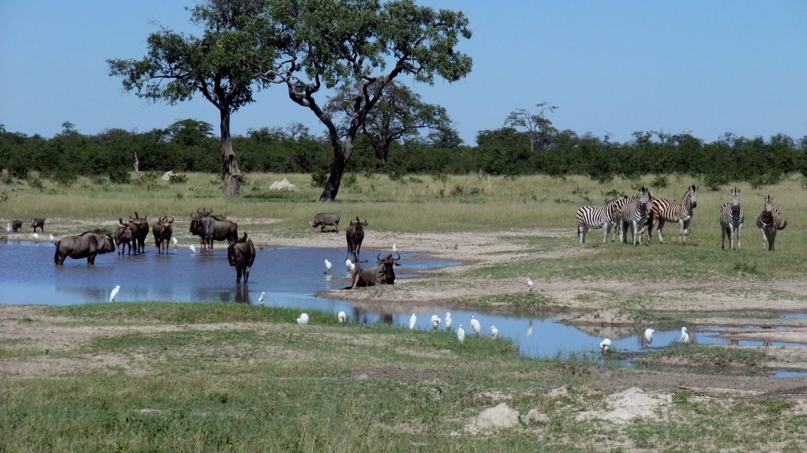 Rondreis Botswana, Chobe National Park, verschillende dieren bij de waterplaats