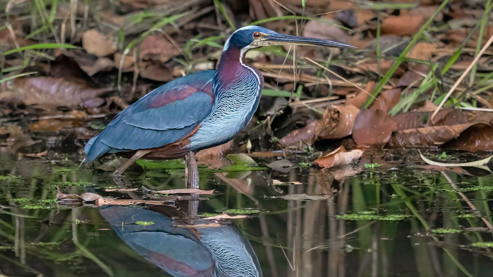 Rondreis Costa Rica, Barra de Pacuare, Agamireiger