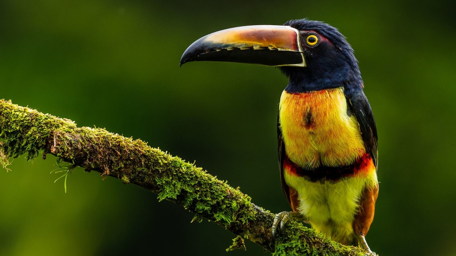 Rondreis Costa Rica, Boca Tapada vogel