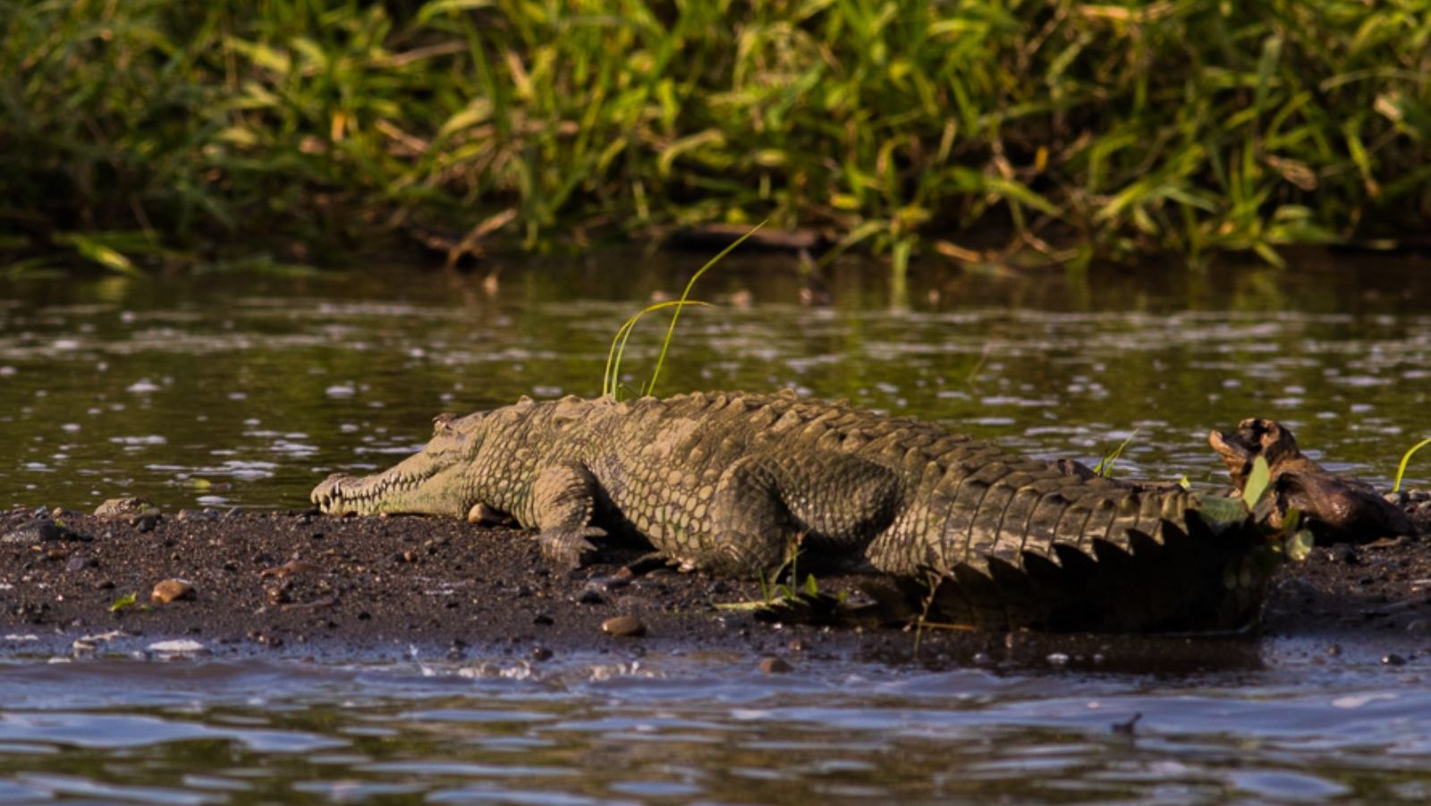 Rondreis Costa Rica, Carara NP, Krokodil