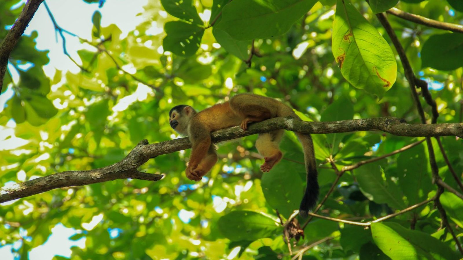 Rondreis Costa Rica, Corcovado, aapje in bomen