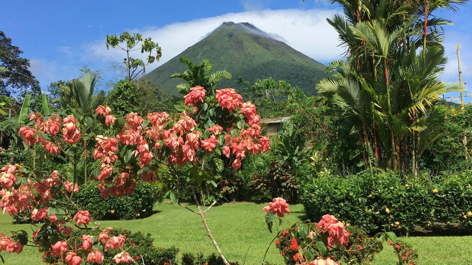 Rondreis Costa Rica, La Fortuna, bloemen met vulkaan op de achtergrond
