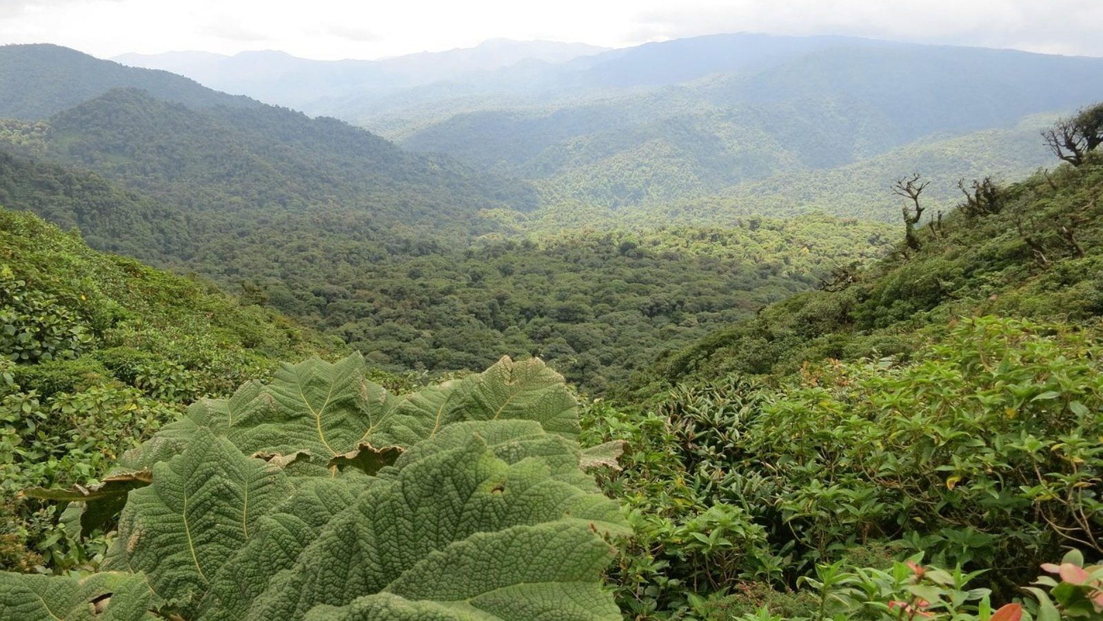 Rondreis Costa Rica, Monteverde, bovenaanzicht op het regenwoud