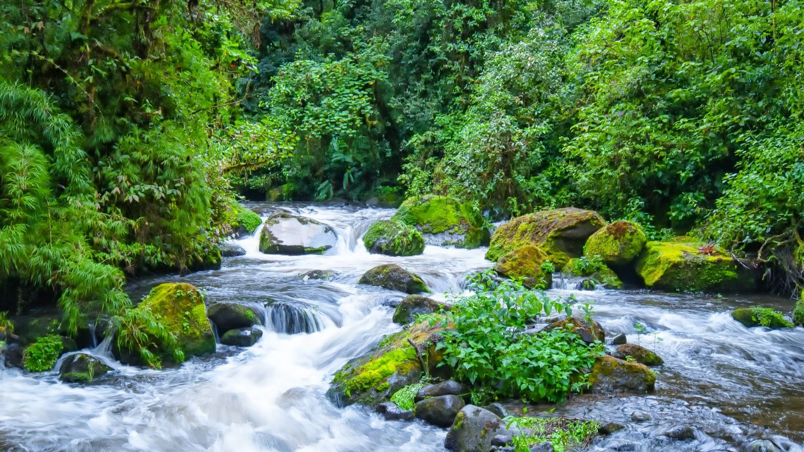 Rondreis Costa Rica, San Gerardo de Dota, Rio Savegre