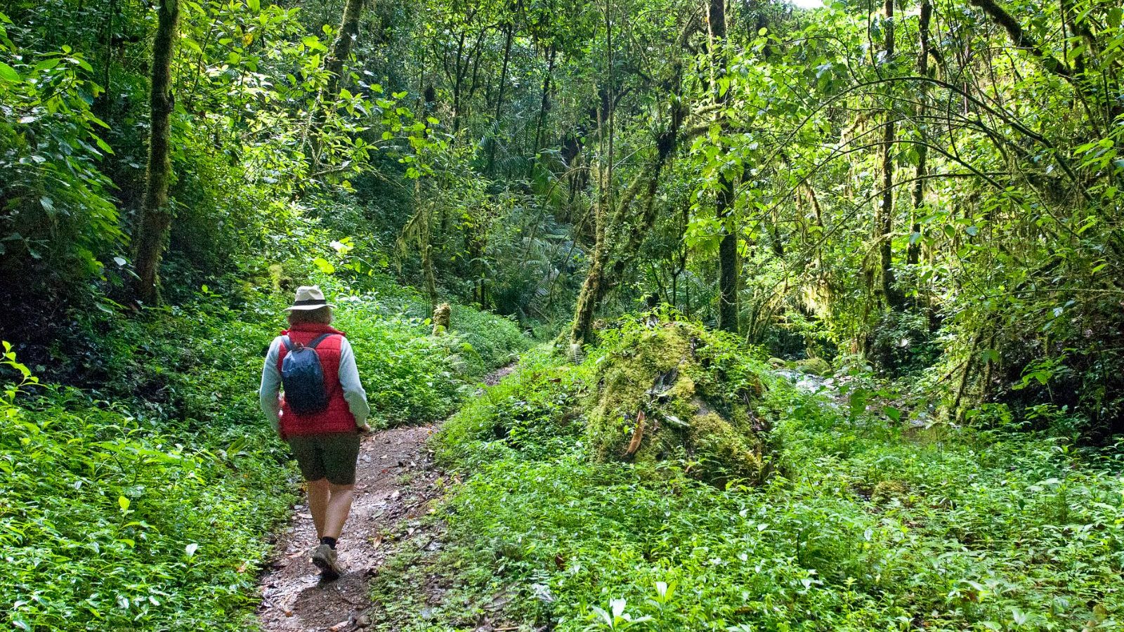 Rondreis Costa Rica, San Gerardo de Dota, wandelaar op hiking trail iin de jungle