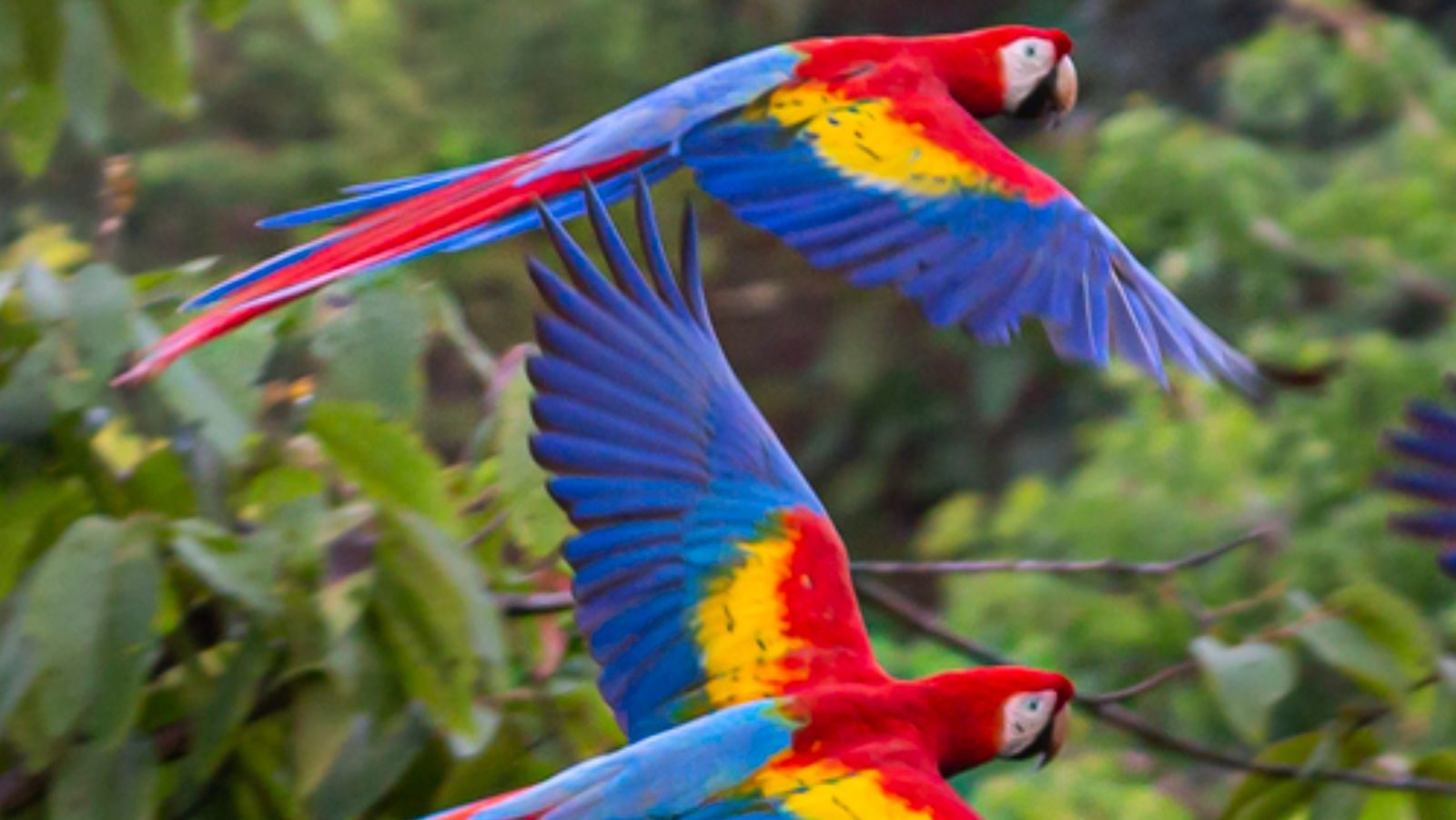 Rondreis Costa Rica, San José, Papagaai